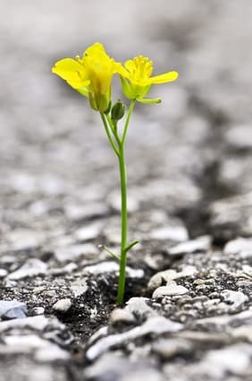 De l'infertilité à la fertilité